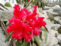 kvetoucí rododendron v zahradě