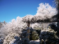Zimní zahrada 2009