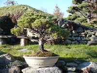 4. bonsajovém kochání 2010