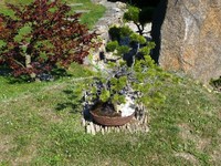Jimmův hrob - letní podoba s bonsají