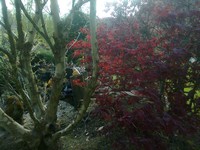 Platan a japonský červený javor