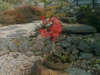fotky z podzimní zahrady