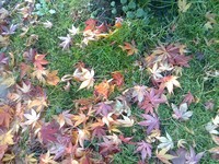 fotky z podzimní zahrady
