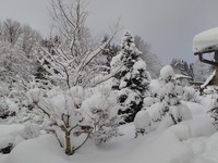 Zahrada - zima 2019