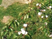 2003 květen kvetoucí sakura